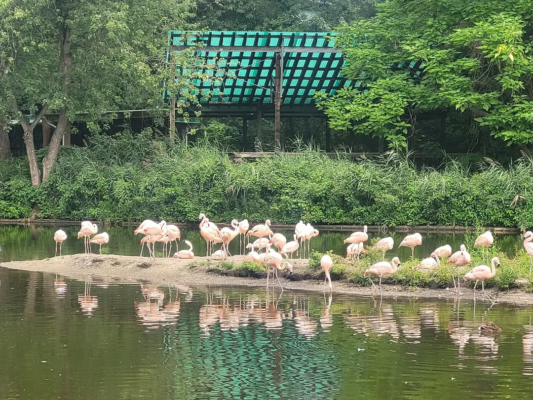 Vista de Flamingos