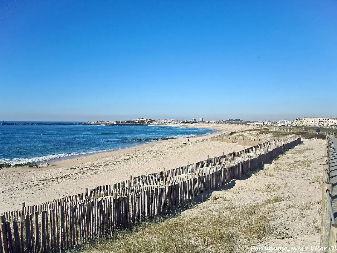 Vista de Praia de Árvore