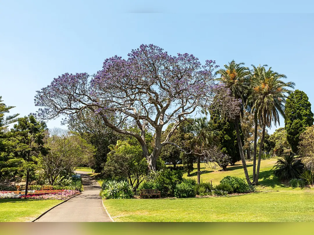 Vista de Royal Botanic Garden